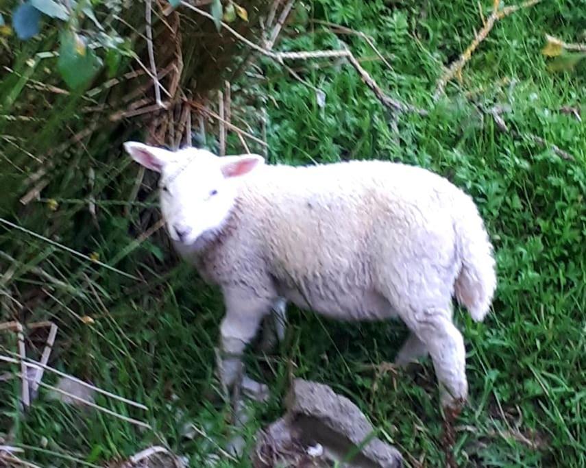 Rhos Y Bel Cottage Angelsey Llangadwaladr  Zewnętrze zdjęcie